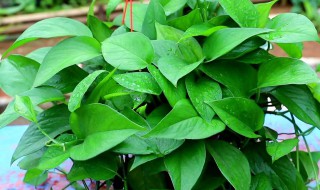 怎么让绿萝爆盆 绿萝如何养容易爆盆