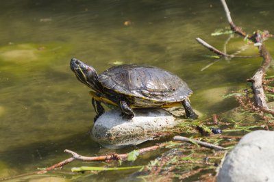 家养乌龟怎么分公母 如何分辨乌龟是雄性还是雌性