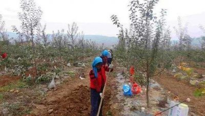 新栽果树树坑里怎样施底肥 定植肥施用方法及技术要点