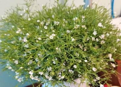 满天星的花语 满天星的品质和精神