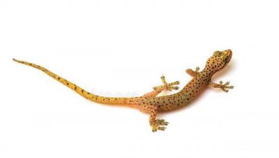 为什么壁虎被称为五毒动物之一 它究竟有什么毒性