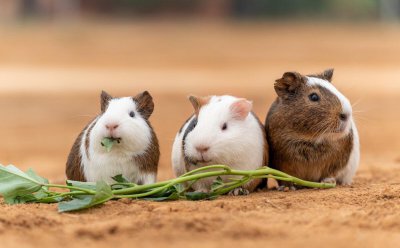 荷兰猪好养吗 荷兰猪是最受欢迎的宠物鼠类之一