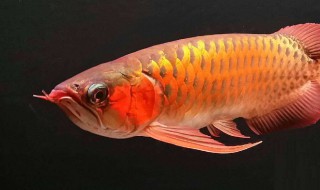 招财金龙摆放禁忌 招财金龙鱼的摆放禁忌有哪些