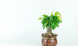招财植物摆放禁忌 招财树摆放禁忌有哪些