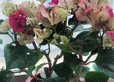 夏天怎么养护三角梅 三角梅在夏天应该怎样管理