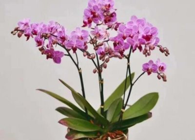 金丝吊蝴蝶的养殖方法 金丝吊蝴蝶的养殖方法和注意事项