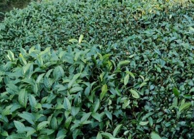 茶树施肥方法 茶树用什么肥料长得快