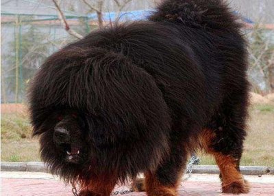 世界上最大的藏獒有多大图片 真正巨獒比尔有多少斤重