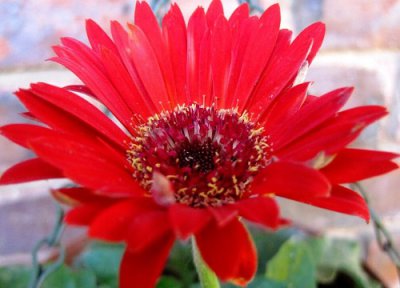 菊花花期养护 菊花花期是什么时候