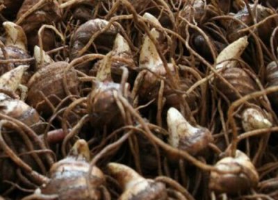 独角莲特点 独角莲的功效与作用