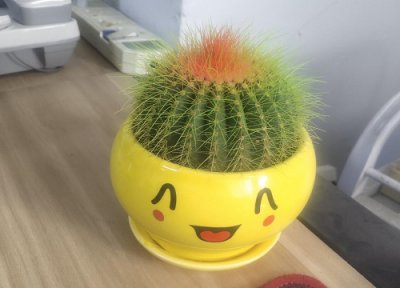 黄刺金琥开花吗 开什么样的花