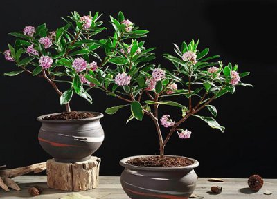 瑞香是否怕冻 瑞香冬天怎么养护