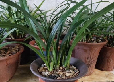 三月份兰花怎样浇水 3月份兰花几天浇水一次不烂根