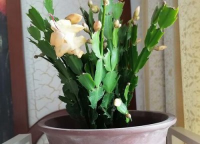 蟹爪兰花谢后还能再开花吗 蟹爪兰开花后的处理养护