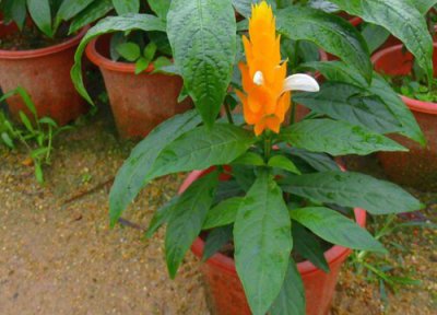 花种子发芽后怎么养护 如何养护让植物顺利的孕育花芽