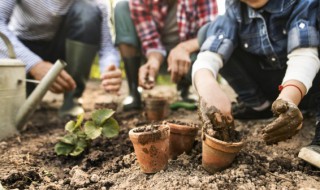 庭院适合种哪些花卉树种 有哪些花卉适合庭院种植