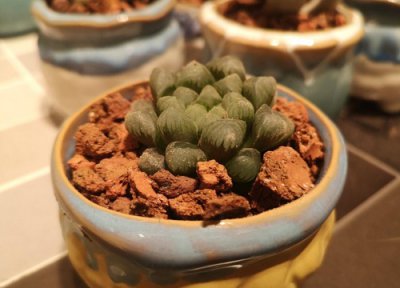 玉露的风水意义及禁忌 玉露摆放在什么位置风水作用好