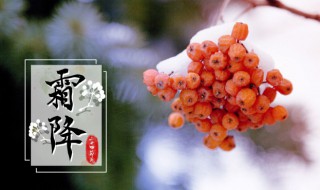 霜降的谚语 关于霜降的谚语介绍