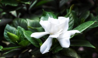 常绿灌木植物有哪些 常见的灌木植物有哪些