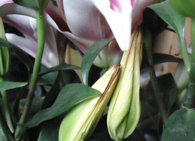 百合黄叶是什么原因 出现黄叶怎么回事