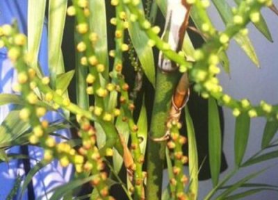 散尾葵开花是好事还是坏事 散尾葵开花兆头与风水寓意