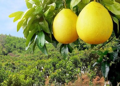 柚子树掉果严重怎么办 柚子树结果后容易掉怎样防治