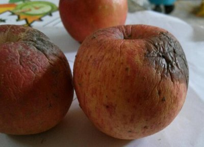 烂苹果做肥料 烂苹果可以做肥料吗