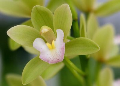 一亩地种什么挣10万 盘点适合种植的4种赚钱农作物