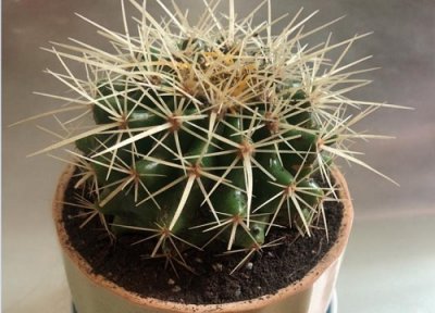 种植仙人球用什么土好 盆栽仙人球用什么土质栽最好