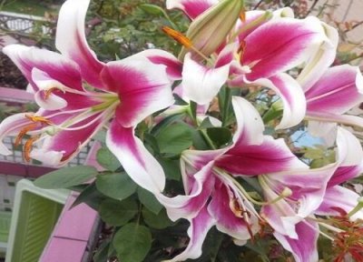 百合花样子 百合花长什么样子图片