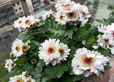 瓜叶菊能开多长时间花 瓜叶菊怎么养开花时间更长