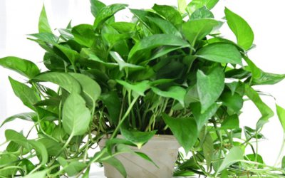 绿萝叶子发黄的原因及处理技巧 绿萝黄叶补救解决小妙招