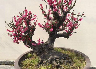 朱砂梅怎么修剪好看 朱砂梅什么时候修剪合适