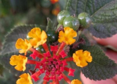 五色梅是否怕冻 五色梅冬天怎么养护