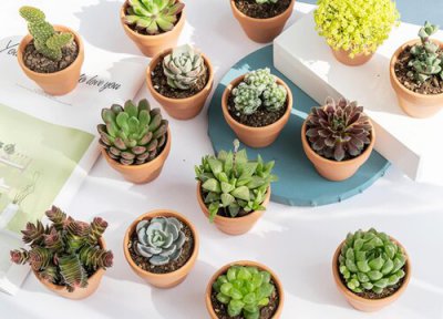 浇花时水很快从花盆底部流出 浇花浇透盆底水要倒掉吗