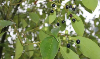 香樟木怎么处理防虫害 香樟木各类害虫特点及防治方法