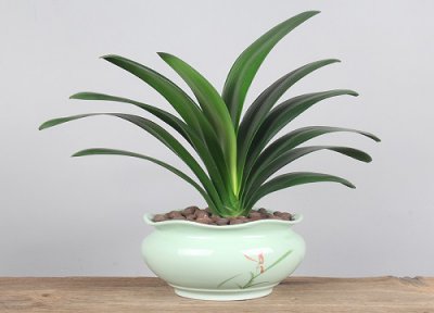 君子兰冬季管理的要点 君子兰冬季管理应注意什么