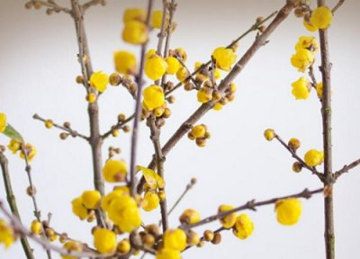 干枝腊梅泡水会开花吗 腊梅枝条插水里多久时间能开花