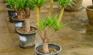 龙血树什么季节换盆 龙血树哪个季节换盆好