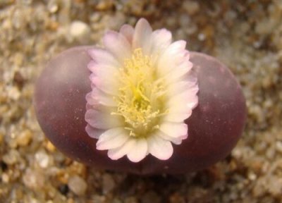 开花的多肉有哪些品种 能开花又漂亮的多肉植物种类