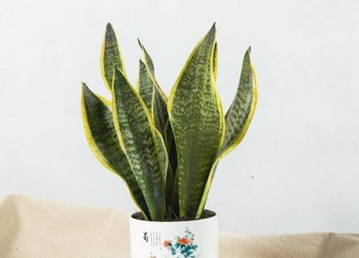 孕妇适合养什么花放在家里 怀孕期间家庭室内养什么花好