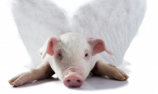 属猪几月出生最好命 属猪哪个月出世好