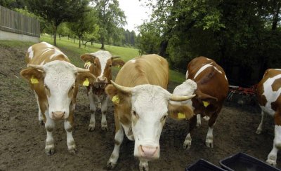 养20头牛国家补贴多少钱 我国有关养牛补的贴政策介绍