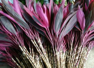 红竹适合在家里养吗 家里养红竹好不好