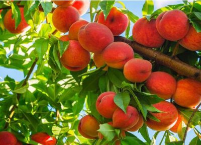 桃树品种 桃树优良品种