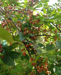 花椒什么时候成熟采摘最好 最佳时间采收花椒色泽鲜艳靓丽