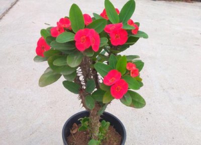 麒麟花怎么换土 换土时间和方法