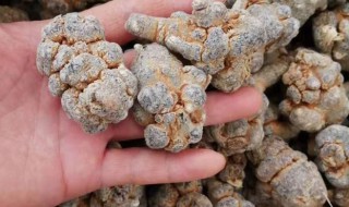 新鲜三七怎么处理 新鲜三七如何处理