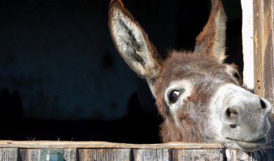 养驴挣钱为什么没人养 多养殖户都不愿意养驴前景不好吗
