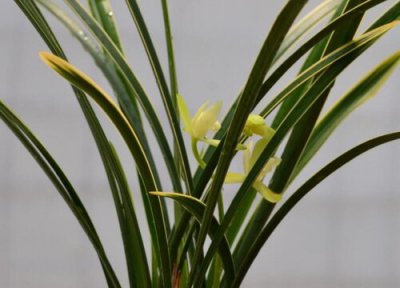 兰花根可以剪短吗 兰花的根系太长是剪还是留呢